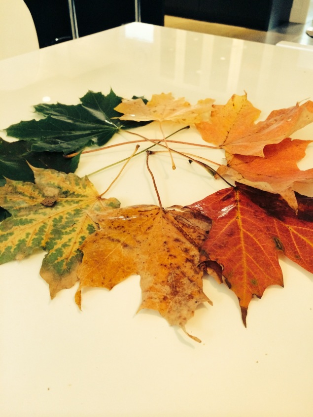 autumn leaf photo