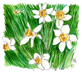 PvE-Daffodils2015622