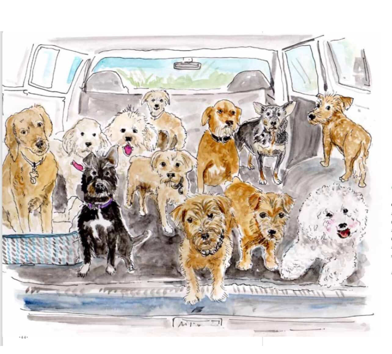 Pet and Lifestyle Portraits